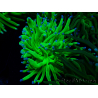 WYSIWYG Euphyllia glabrescens (Mariculture acclimaté sous LED) 8M3