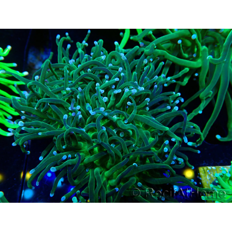 WYSIWYG Euphyllia glabrescens (Mariculture acclimaté sous LED) 8M4