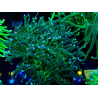 WYSIWYG Euphyllia glabrescens (Mariculture acclimaté sous LED) 8M4