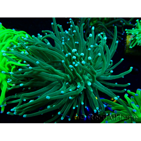 WYSIWYG Euphyllia glabrescens (Mariculture acclimaté sous LED) 8M5
