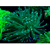 WYSIWYG Euphyllia glabrescens (Mariculture acclimaté sous LED) 8M5