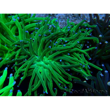 WYSIWYG Euphyllia glabrescens (Mariculture acclimaté sous LED) 8M6