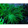 WYSIWYG Euphyllia glabrescens (Mariculture acclimaté sous LED) 8M6