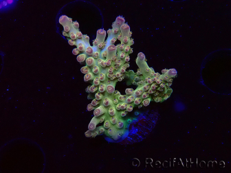 WYSIWYG RAH Acropora Astro-berry