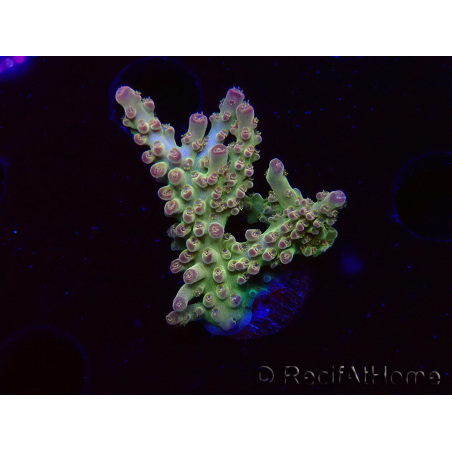 WYSIWYG RAH Acropora Astro-berry