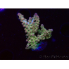 WYSIWYG RAH Acropora Astro-berry