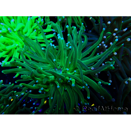 WYSIWYG Euphyllia glabrescens (Mariculture acclimaté sous LED) 8M7