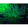 WYSIWYG Euphyllia glabrescens (Mariculture acclimaté sous LED) 8M7