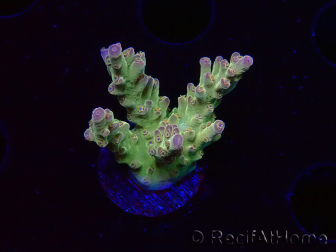WYSIWYG RAH Acropora Astro-berry 5P2