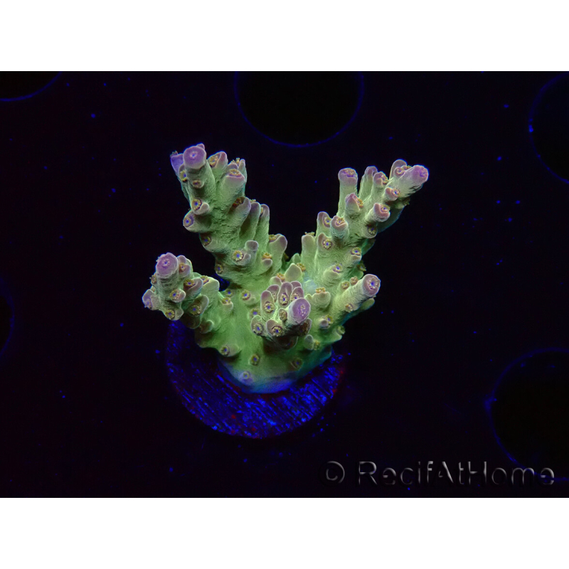 WYSIWYG RAH Acropora Astro-berry