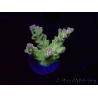 WYSIWYG RAH Acropora Astro-berry