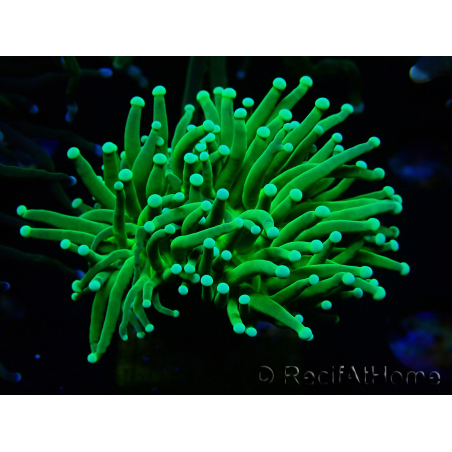 WYSIWYG Euphyllia glabrescens (Mariculture acclimaté sous LED) 8M8