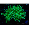 WYSIWYG Euphyllia glabrescens (Mariculture acclimaté sous LED) 8M8