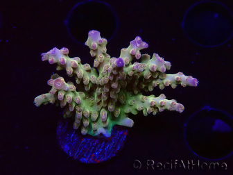 WYSIWYG RAH Acropora Astro-berry