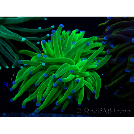 WYSIWYG Euphyllia glabrescens (Mariculture acclimaté sous LED) 8N1