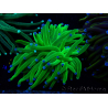WYSIWYG Euphyllia glabrescens (Mariculture acclimaté sous LED) 8N1