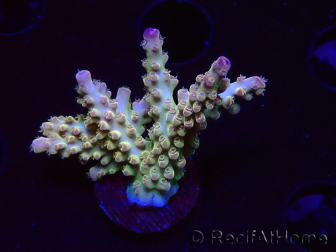 WYSIWYG RAH Acropora Astro-berry