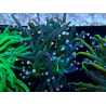 WYSIWYG Euphyllia glabrescens (Mariculture acclimaté sous LED) 8N2