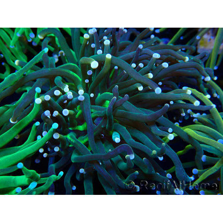 WYSIWYG Euphyllia glabrescens (Mariculture acclimaté sous LED) 8N3