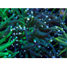 WYSIWYG Euphyllia glabrescens (Mariculture acclimaté sous LED) 8N3