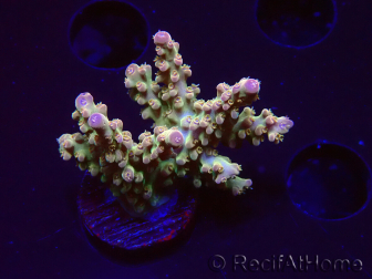 WYSIWYG RAH Acropora Astro-berry