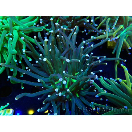 WYSIWYG Euphyllia glabrescens (Mariculture acclimaté sous LED) 8N4
