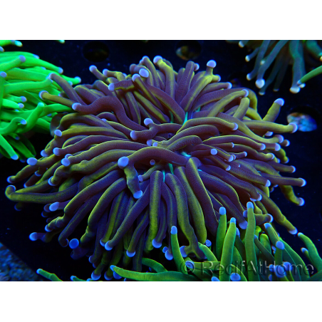 WYSIWYG Euphyllia glabrescens (Mariculture acclimaté sous LED) 8N5