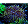 WYSIWYG Euphyllia glabrescens (Mariculture acclimaté sous LED) 8N5