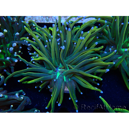 WYSIWYG Euphyllia glabrescens (Mariculture acclimaté sous LED) 8N6