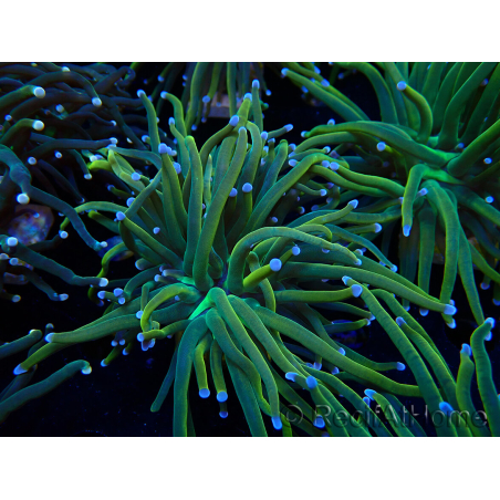 WYSIWYG Euphyllia glabrescens (Mariculture acclimaté sous LED) 8N7
