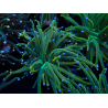 WYSIWYG Euphyllia glabrescens (Mariculture acclimaté sous LED) 8N7