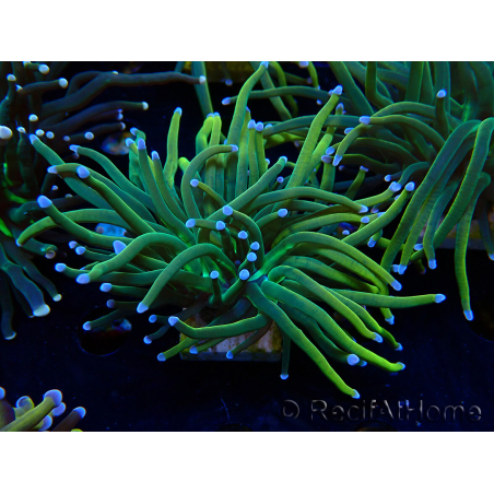 WYSIWYG Euphyllia glabrescens (Mariculture acclimaté sous LED) 8N8