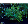 WYSIWYG Euphyllia glabrescens (Mariculture acclimaté sous LED) 8N8