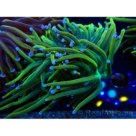 WYSIWYG Euphyllia glabrescens (Mariculture acclimaté sous LED) 8O1