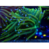 WYSIWYG Euphyllia glabrescens (Mariculture acclimaté sous LED) 8O1
