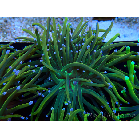 WYSIWYG Euphyllia glabrescens (Mariculture acclimaté sous LED) 8O2