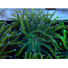 WYSIWYG Euphyllia glabrescens (Mariculture acclimaté sous LED) 8O2