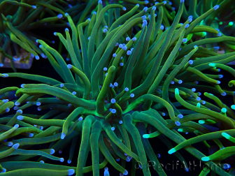 WYSIWYG Euphyllia glabrescens (Mariculture acclimated under LED)