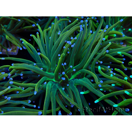 WYSIWYG Euphyllia glabrescens (Mariculture acclimaté sous LED)