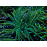 WYSIWYG Euphyllia glabrescens (Marikultur akklimatisiert unter LED)