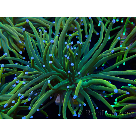 WYSIWYG Euphyllia glabrescens (Mariculture acclimaté sous LED) 8O4