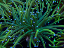 WYSIWYG Euphyllia glabrescens (Maricoltura acclimatata sotto LED) 8N7