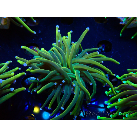 WYSIWYG Euphyllia glabrescens (Mariculture acclimaté sous LED)