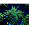 WYSIWYG Euphyllia glabrescens (Maricultura aclimatada bajo LED)