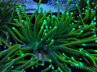 WYSIWYG Euphyllia glabrescens (Mariculture acclimated under LED) 8N7