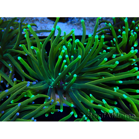 WYSIWYG Euphyllia glabrescens (Mariculture acclimaté sous LED) 8N7