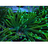 WYSIWYG Euphyllia glabrescens (Mariculture acclimated under LED) 8N7