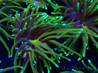 WYSIWYG Euphyllia glabrescens (Mariculture acclimaté sous LED) 8O7