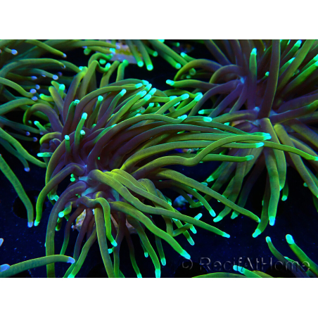 WYSIWYG Euphyllia glabrescens (Mariculture acclimaté sous LED)