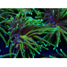 WYSIWYG Euphyllia glabrescens (Mariculture acclimaté sous LED) 8O7